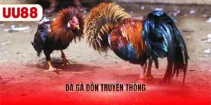 Đá gà đòn truyền thống