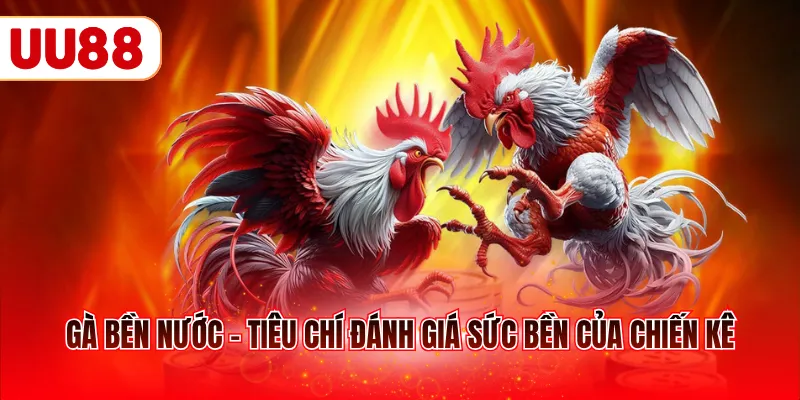Gà bền nước - Tiêu chí đánh giá sức bền của chiến kê