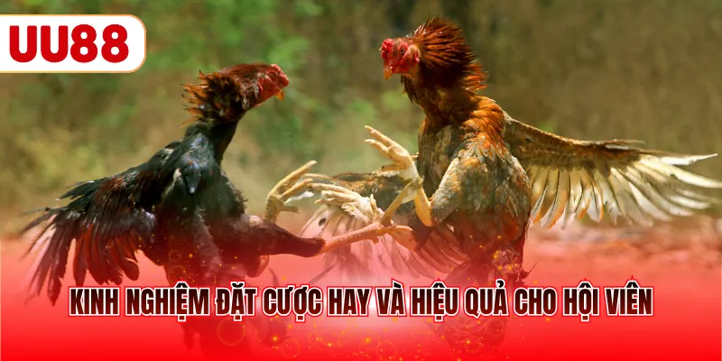 Kinh nghiệm đặt cược hay và hiệu quả cho hội viên