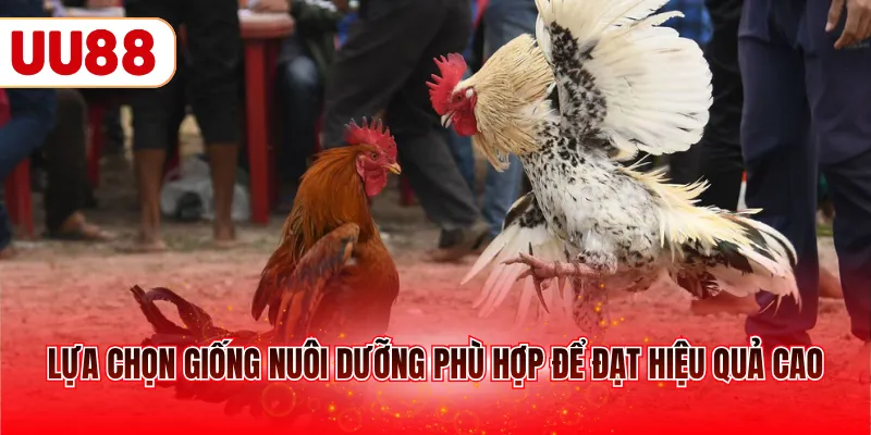 Lựa chọn giống nuôi dưỡng phù hợp để đạt hiệu quả cao
