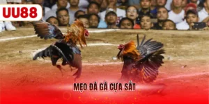 Mẹo đá gà cựa sắt