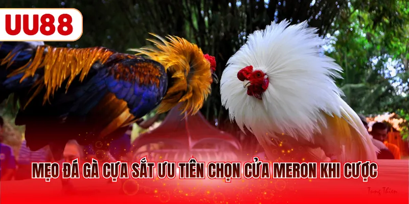 Mẹo đá gà cựa sắt ưu tiên chọn cửa meron khi cược